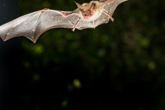 Großes Mausohr (Myotis myotis)