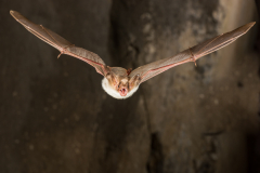 Großes Mausohr (Myotis myotis)