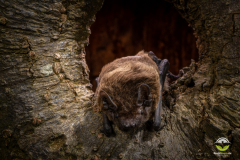 Kleinabendsegler (Nyctalus leisleri)