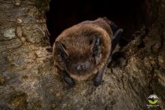 Kleinabendsegler (Nyctalus leisleri)