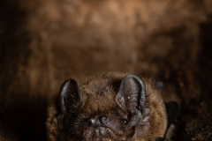 Kleinabendsegler (Nyctalus leisleri)