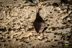 Kleine Hufeisennase (Rhinolophus hipposideros)