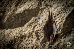 Kleine Hufeisennase (Rhinolophus hipposideros)