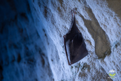 Kleine Hufeisennase (Rhinolophus hipposideros)