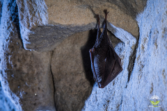 Kleine Hufeisennase (Rhinolophus hipposideros)