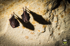 Kleine Hufeisennase (Rhinolophus hipposideros)