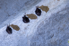 Kleine Hufeisennase (Rhinolophus hipposideros)