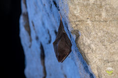 Kleine Hufeisennase (Rhinolophus hipposideros)