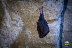 Kleine Hufeisennase (Rhinolophus hipposideros)