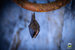 Kleine Hufeisennase (Rhinolophus hipposideros)