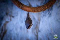 Kleine Hufeisennase (Rhinolophus hipposideros)