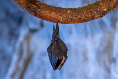 Kleine Hufeisennase (Rhinolophus hipposideros)