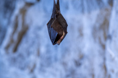 Kleine Hufeisennase (Rhinolophus hipposideros)