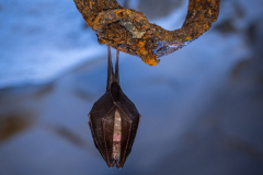 Kleine Hufeisennase (Rhinolophus hipposideros)