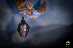 Kleine Hufeisennase (Rhinolophus hipposideros)