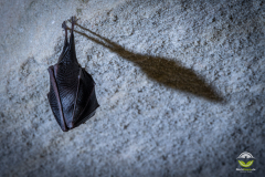 Kleine Hufeisennase (Rhinolophus hipposideros)