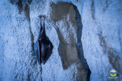 Kleine Hufeisennase (Rhinolophus hipposideros)