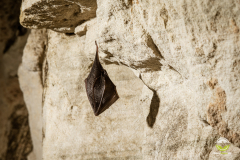 Kleine Hufeisennase (Rhinolophus hipposideros)