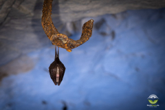 Kleine Hufeisennase (Rhinolophus hipposideros)