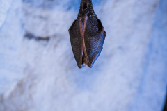 Kleine Hufeisennase (Rhinolophus hipposideros)