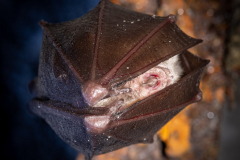 Kleine Hufeisennase (Rhinolophus hipposideros)