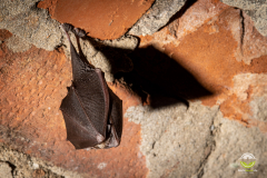 Kleine Hufeisennase (Rhinolophus hipposideros)