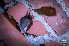 Kleine Hufeisennase (Rhinolophus hipposideros)