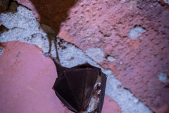 Kleine Hufeisennase (Rhinolophus hipposideros)