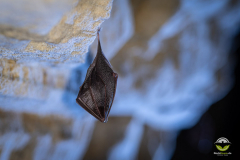 Kleine Hufeisennase (Rhinolophus hipposideros)