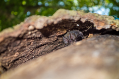 Mopsfledermaus (Barbastella barbastellus)