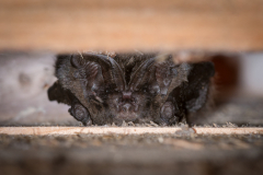 Mopsfledermaus (Barbastella barbastellus)