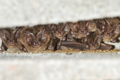 Mopsfledermaus (Barbastella barbastellus)