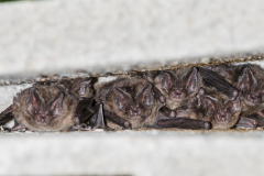 Mopsfledermaus (Barbastella barbastellus)