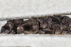 Mopsfledermaus (Barbastella barbastellus)