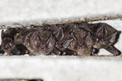 Mopsfledermaus (Barbastella barbastellus)