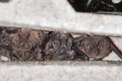 Mopsfledermaus (Barbastella barbastellus)