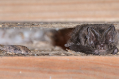 Mopsfledermaus (Barbastella barbastellus)