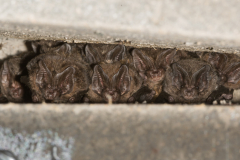 Mopsfledermaus (Barbastella barbastellus)