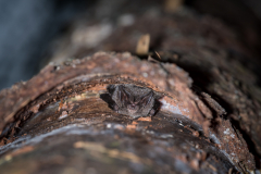 Mopsfledermaus (Barbastella barbastellus)