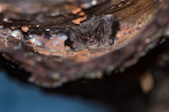 Mopsfledermaus (Barbastella barbastellus)