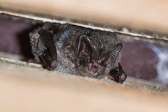 Mopsfledermaus (Barbastella barbastellus)