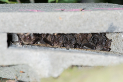 Mopsfledermaus (Barbastella barbastellus)