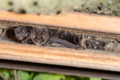 Mopsfledermaus (Barbastella barbastellus)