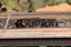 Mopsfledermaus (Barbastella barbastellus)