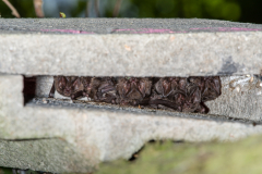 Mopsfledermaus (Barbastella barbastellus)