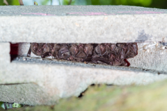 Mopsfledermaus (Barbastella barbastellus)