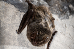 20220304_Mopsfledermaus_Barbastella-barbastellus_Christian-Giese_DSC0360