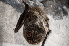 20220304_Mopsfledermaus_Barbastella-barbastellus_Christian-Giese_DSC0361