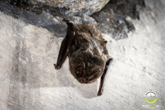 20220304_Mopsfledermaus_Barbastella-barbastellus_Christian-Giese_DSC0364