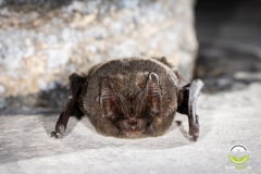 20220304_Mopsfledermaus_Barbastella-barbastellus_Christian-Giese_DSC0366